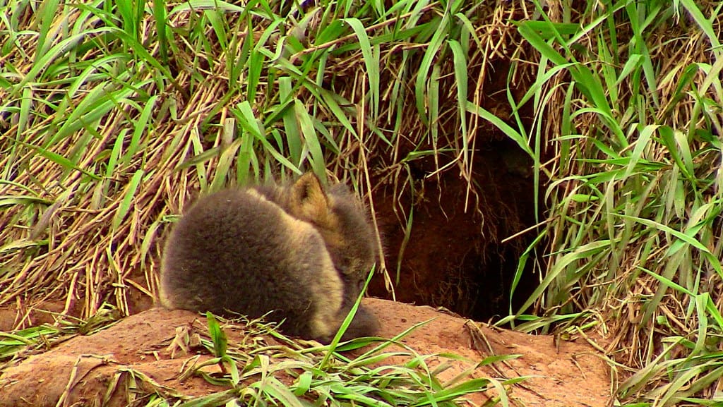 Baby fox