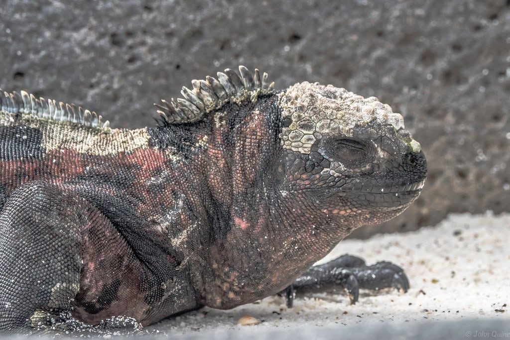Pink iguana