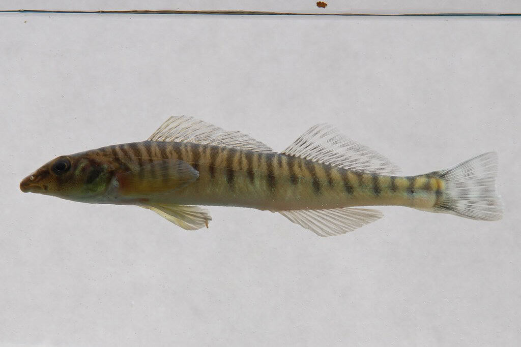Tennessee logperch