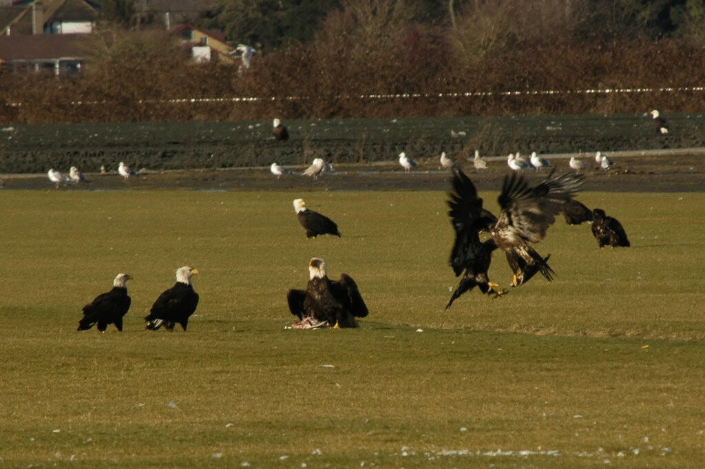 Bald Eagles Fighting