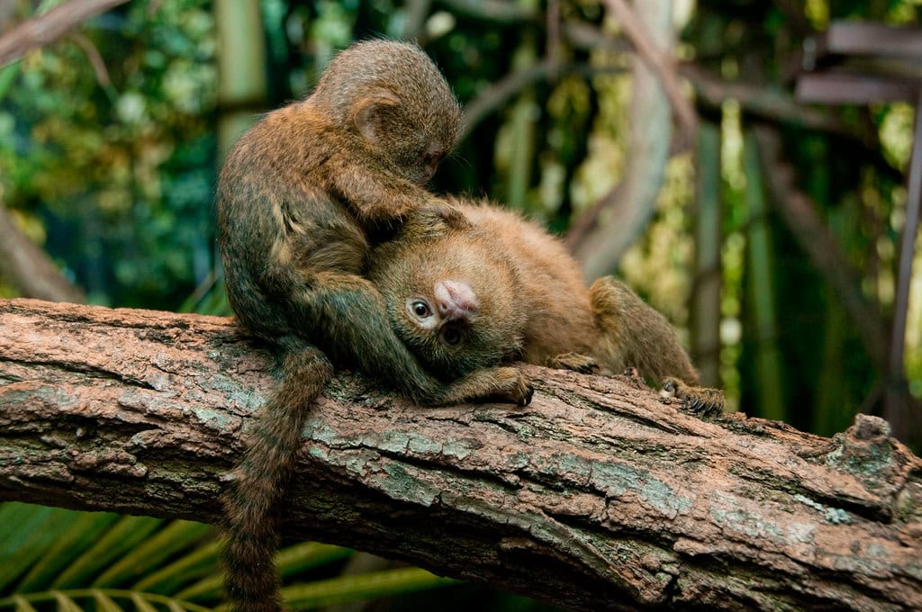 Pygmy Marmoset monkey
