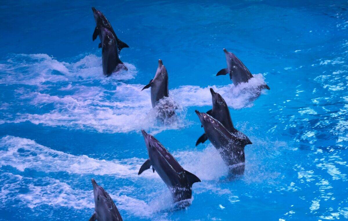 a group of dolphins swimming in a pool