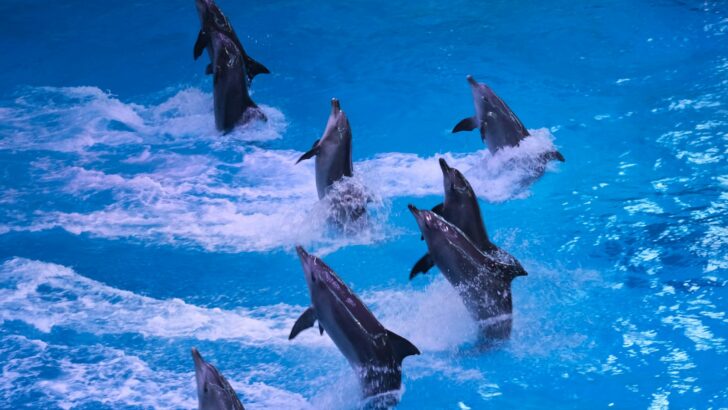 The Way Dolphins Play With Bubbles Will Melt You