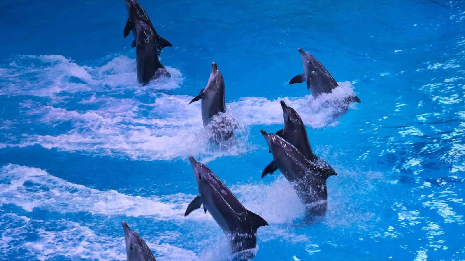 a group of dolphins swimming in a pool