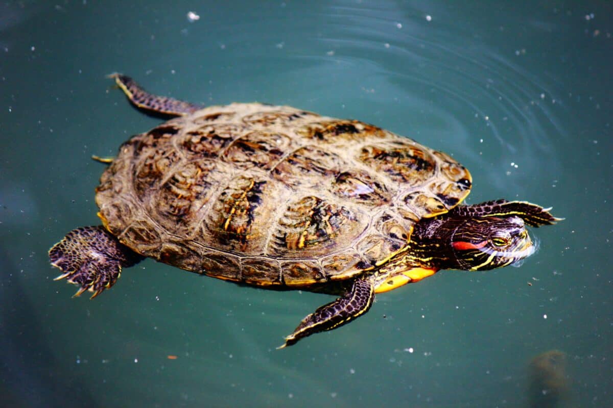A massive turtle swimming in the deep sea.