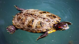 A massive turtle swimming in the deep sea.
