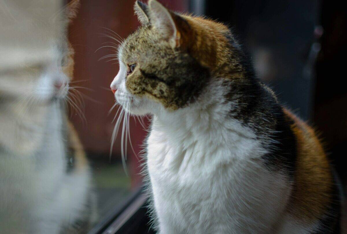 calico cat sitting on window sill