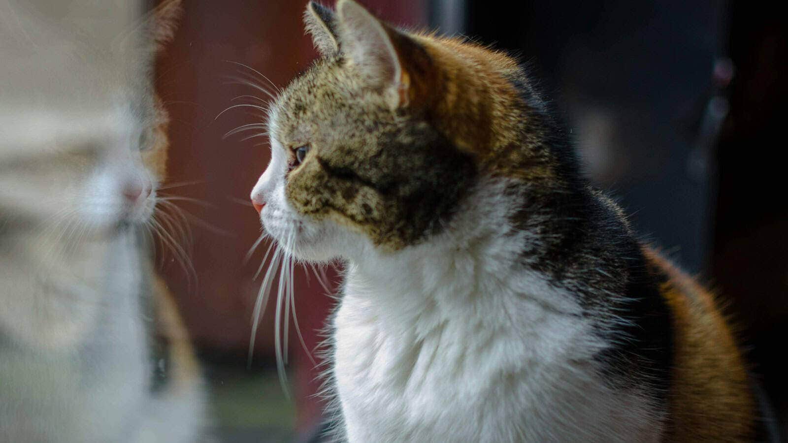 calico cat sitting on window sill