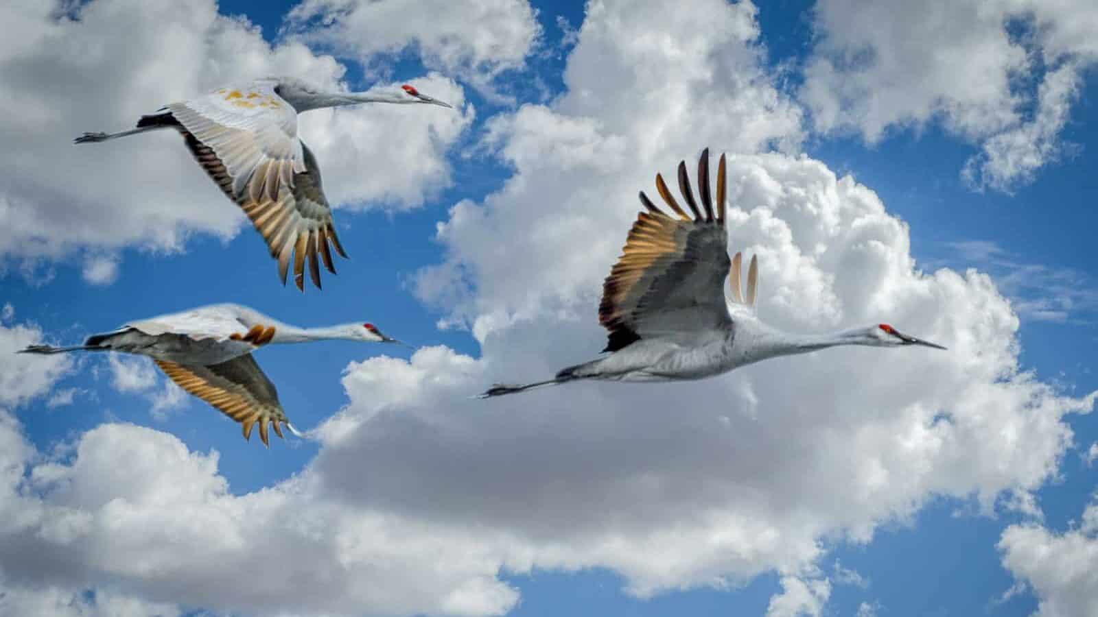 white and black bird flying under white clouds during daytime