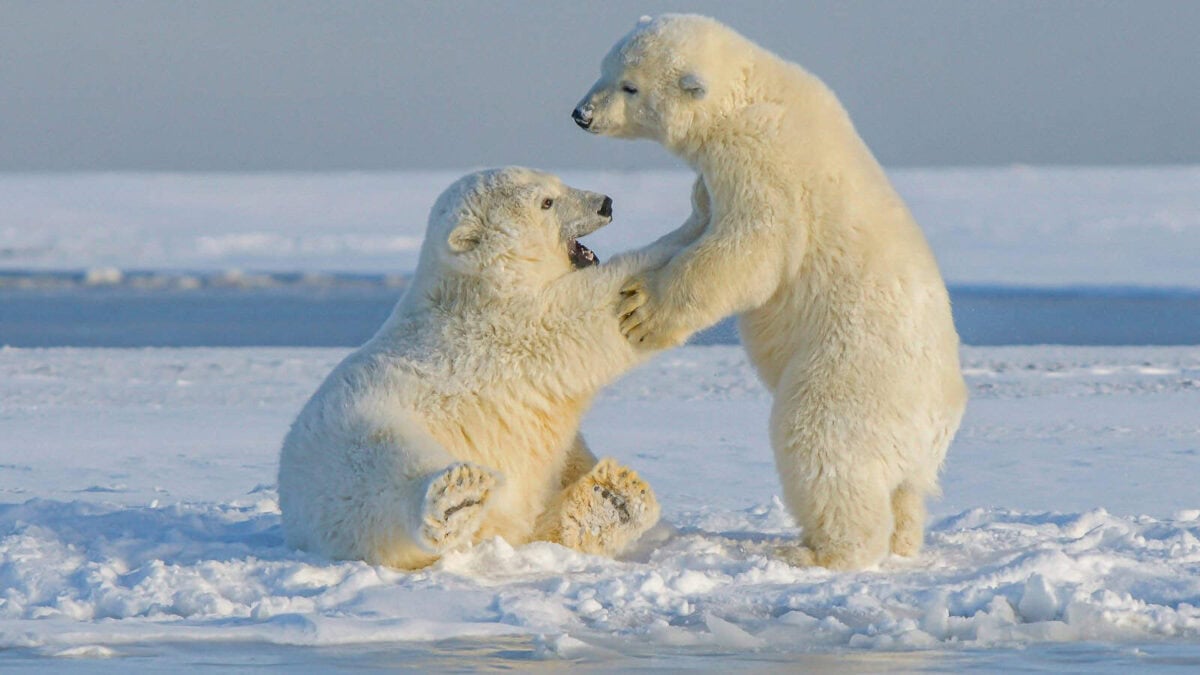Polar Bear Cubs