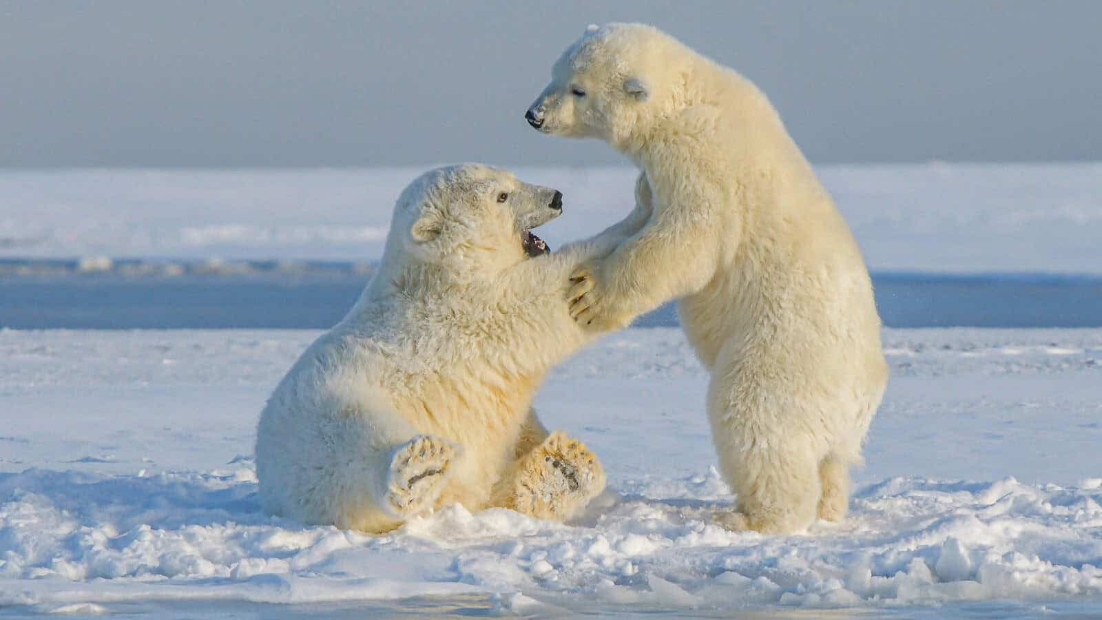 Polar Bear Cubs
