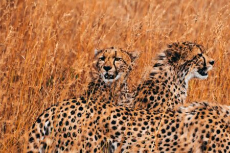 Why Cheetahs Can&rsquo;t Roar Like Lions or Tigers