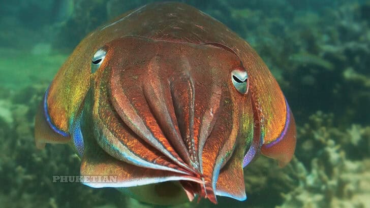 Why We&rsquo;re Only Just Understanding Animal Memory