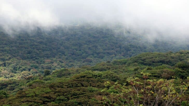 Top Jungle Treks for Spotting Jaguars and Tapirs