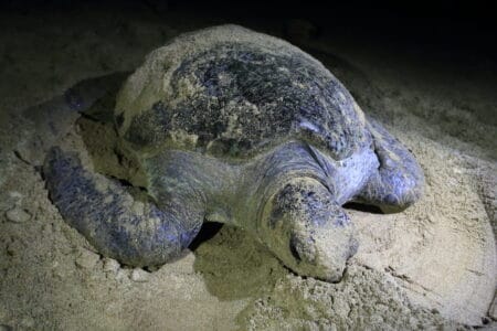 Top Global Spots to Watch Sea Turtles Nest and Hatch