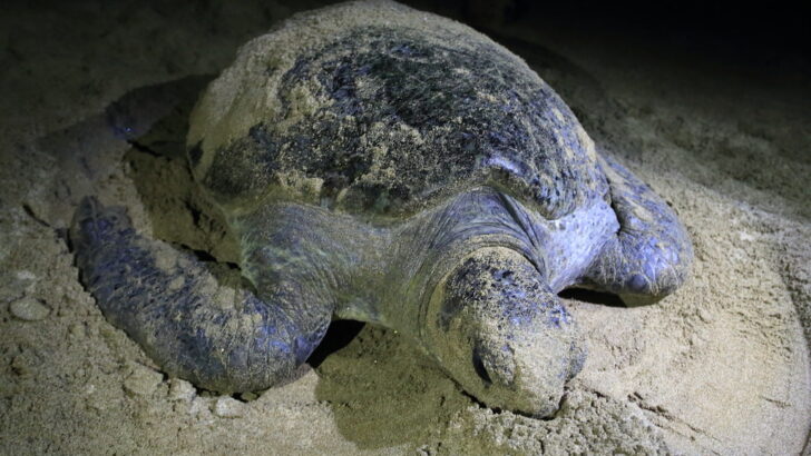 Top Global Spots to Watch Sea Turtles Nest and Hatch