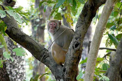 Rhesus Macaque