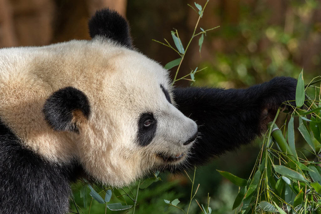 Bamboo