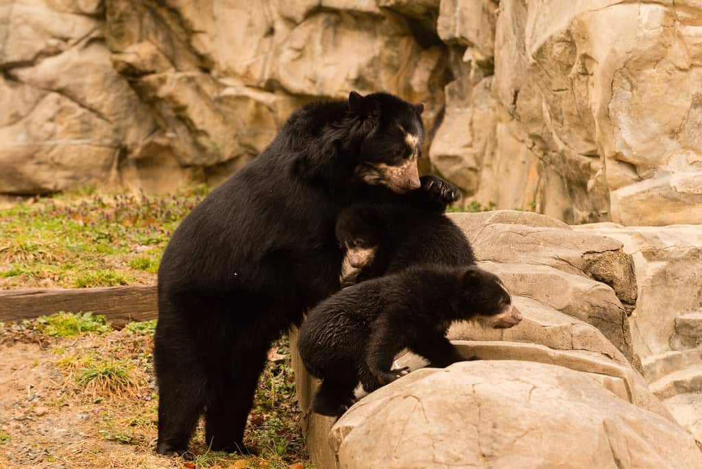 Andean Bear