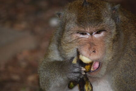 What the Diet of a Wild Monkey Looks Like (Hint: It&rsquo;s Not Just Bananas)