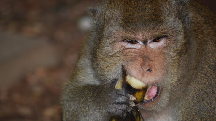 What the Diet of a Wild Monkey Looks Like (Hint: It&rsquo;s Not Just Bananas)
