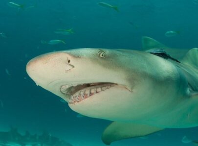 How Lemon Sharks Use Coastal Habitats as Nurseries