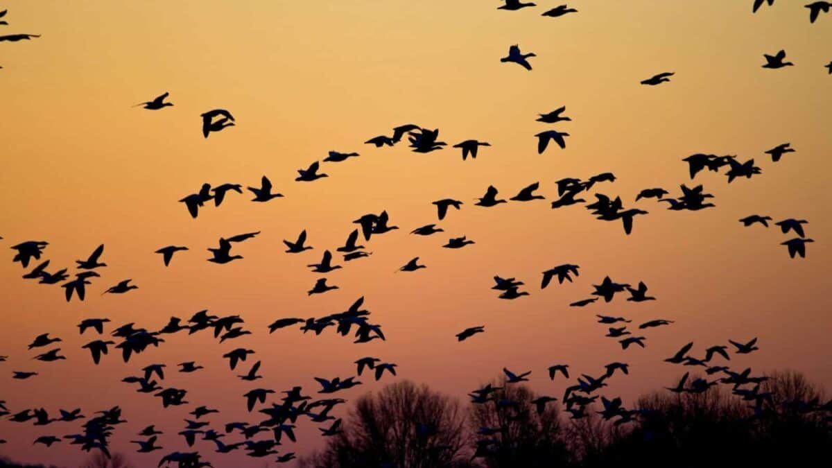flock of flying birds during golden hour