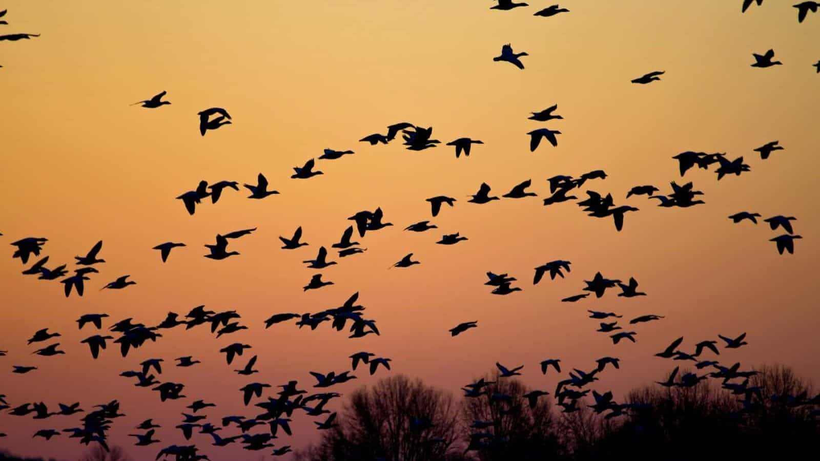 flock of flying birds during golden hour