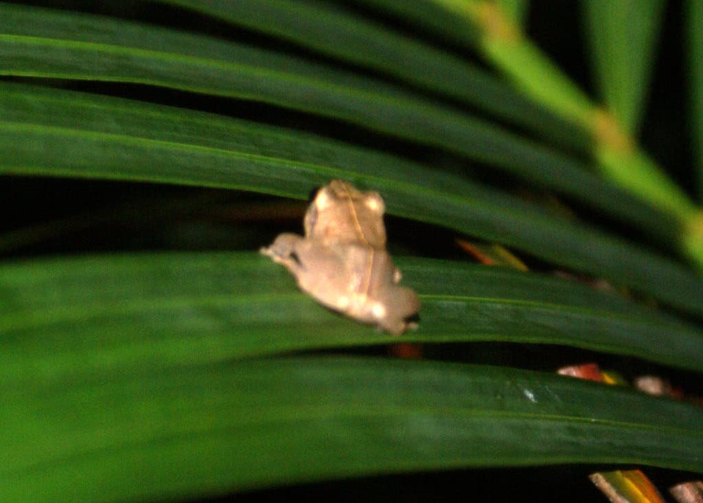 Coqui Frog