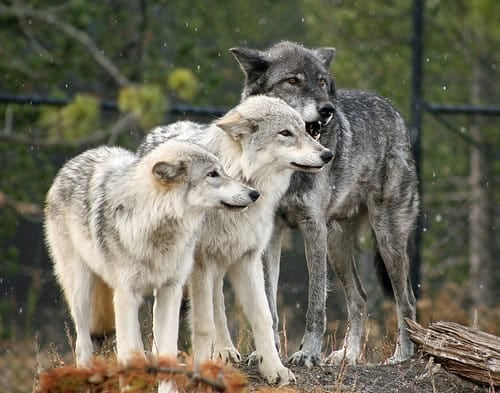 Wolves