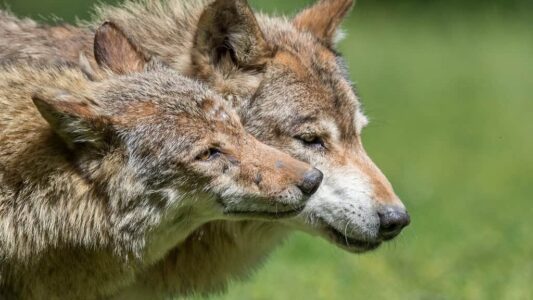 How Rewilded Wolves Are Changing Forest Health
