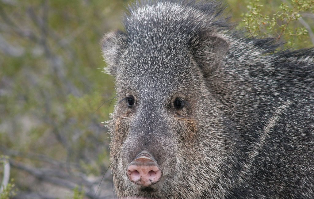 Javelina
