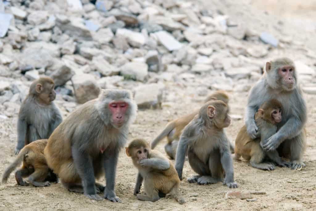 Rhesus Macaque