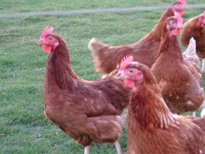 How Hens Decide Who’s in Charge of the Flock