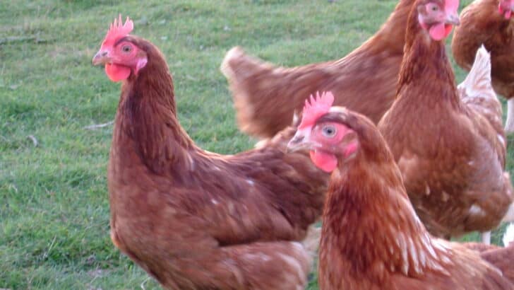 How Hens Decide Who&rsquo;s in Charge of the Flock