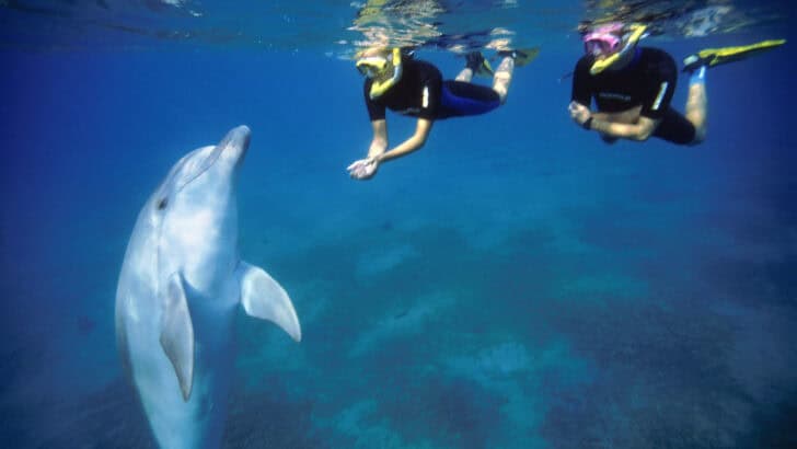 Why Dolphins Use Tools Like Sea Sponges
