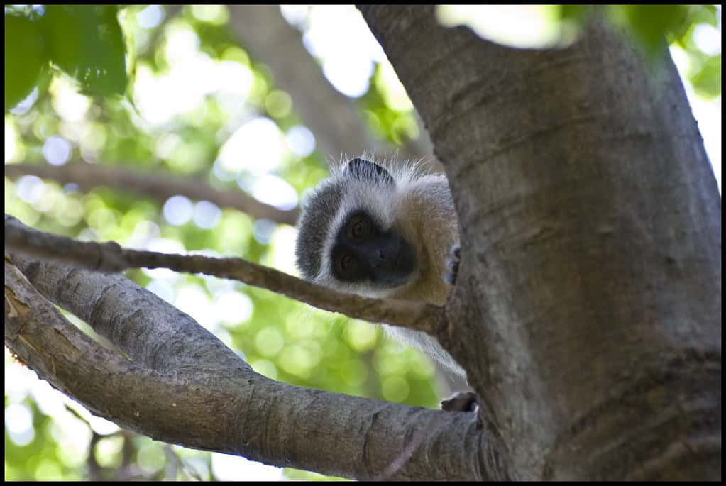 Vervet Monkey