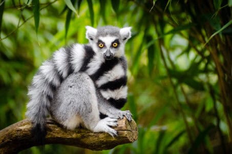 What Kind of Lemur Is King Julien from Madagascar?