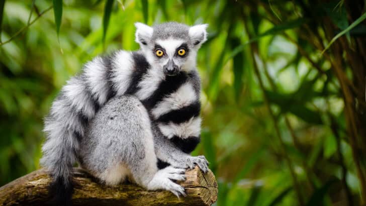 Which Animals Would Make a Better King Than King Julian?