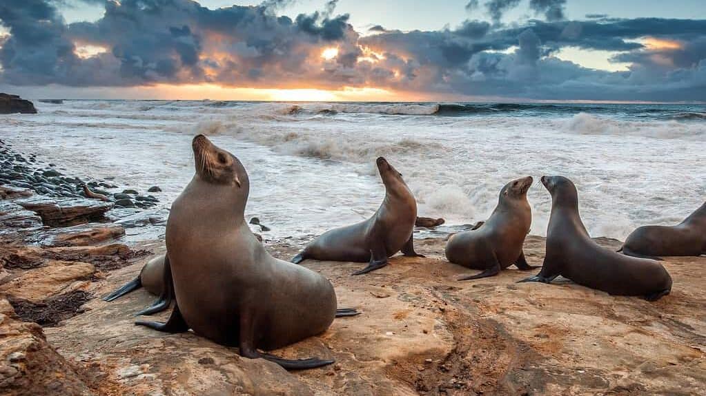 Sea lions