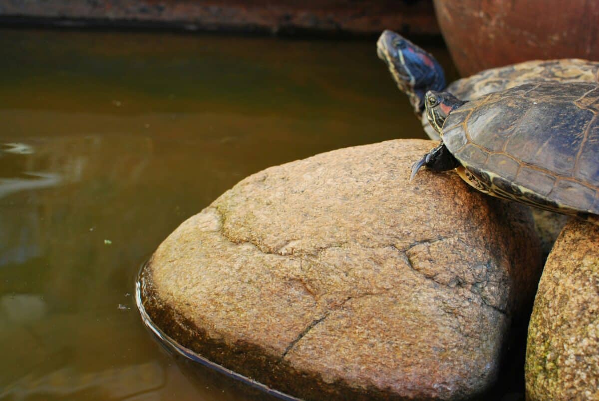 A turtle resting on a rock.