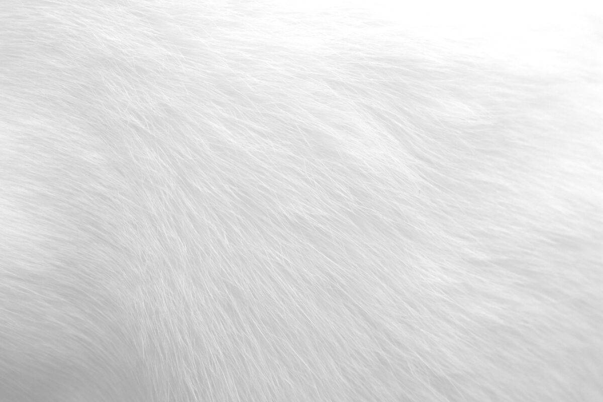 A close-up shot of a porcelain white fur.