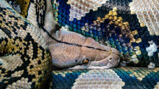 A close-up photo of a big snake.
