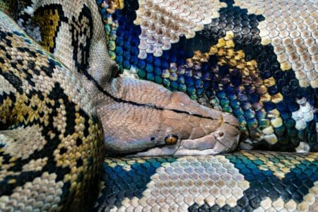 Giant Snake Slithers Across Texas Porch on Doorbell Cam