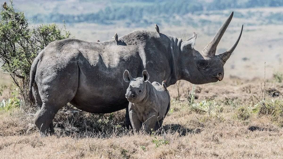 baby rhino protects mum