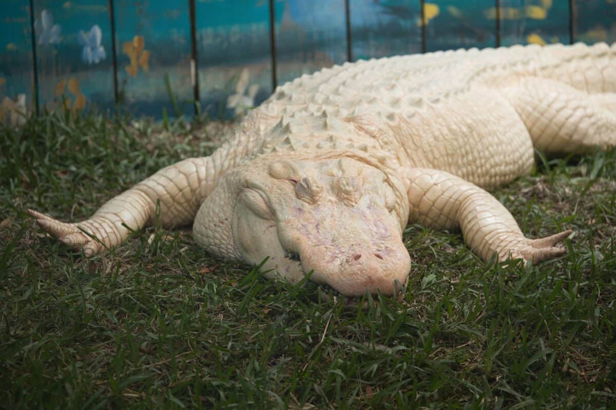 A white alligator on its enclosure.