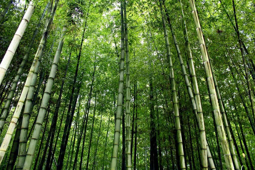 Moso bamboo