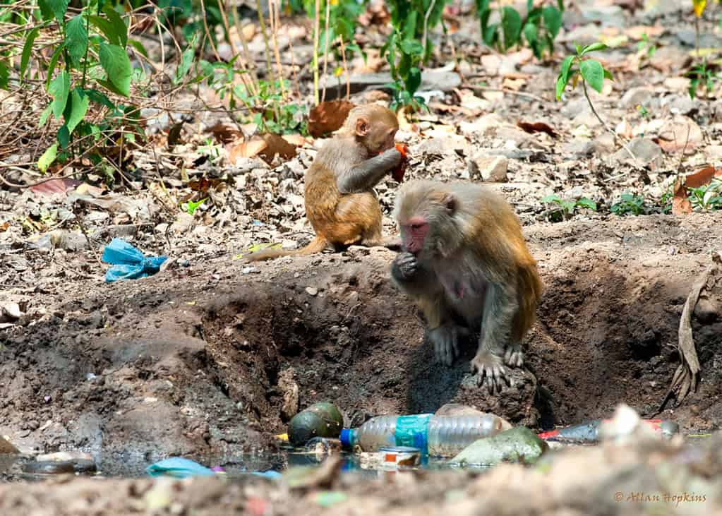Rhesus Macaque