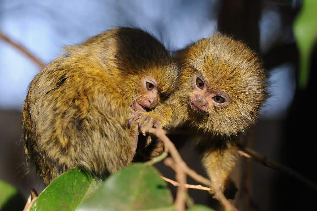 Pygmy Marmoset monkey