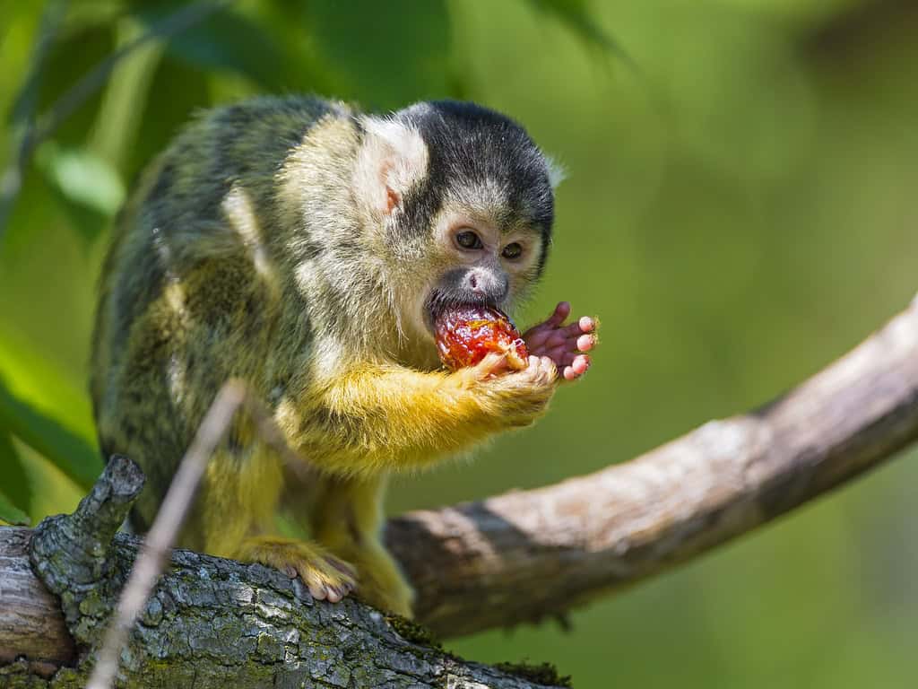 Squirrel monkey eating a red fruit